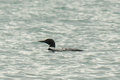 Common Loon