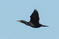 Double-crested Cormorant