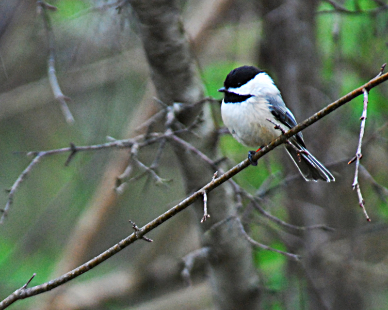 Black-cappedChickadee