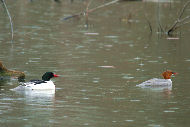 CommonMerganser