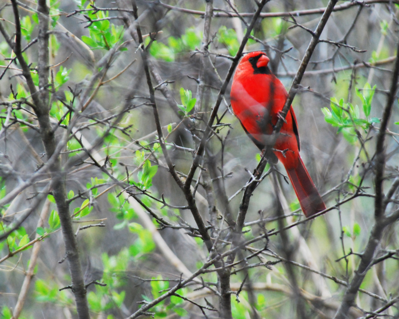 NorthernCardinal