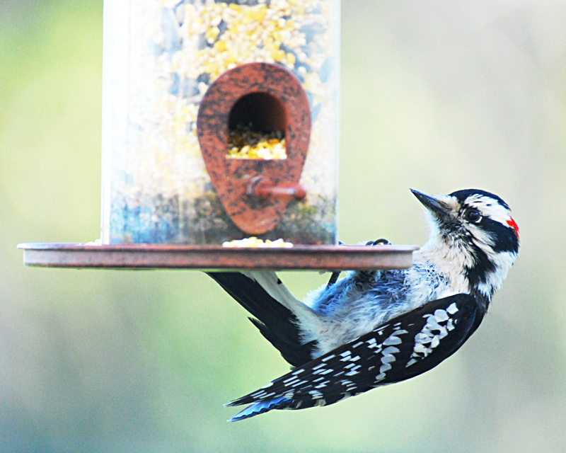 DownyWoodpecker2
