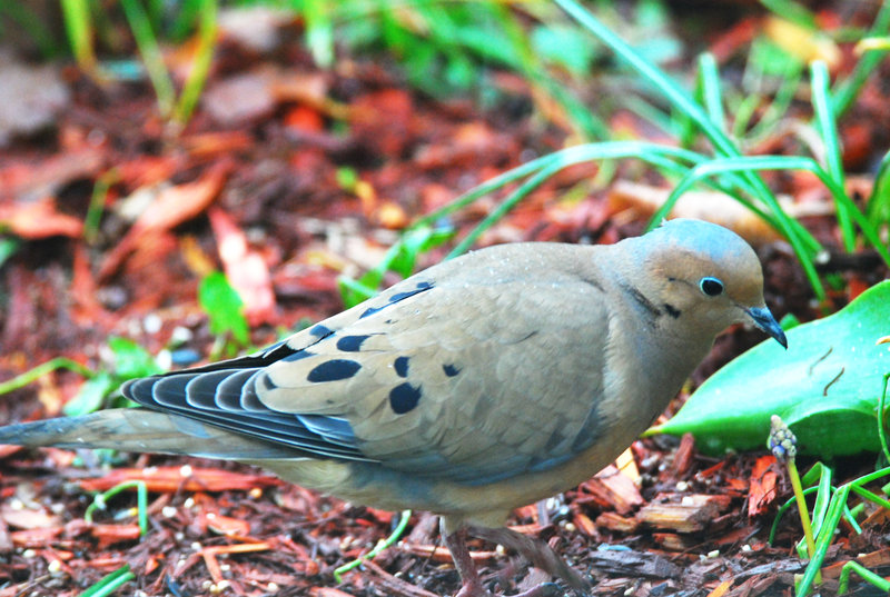 MourningDove
