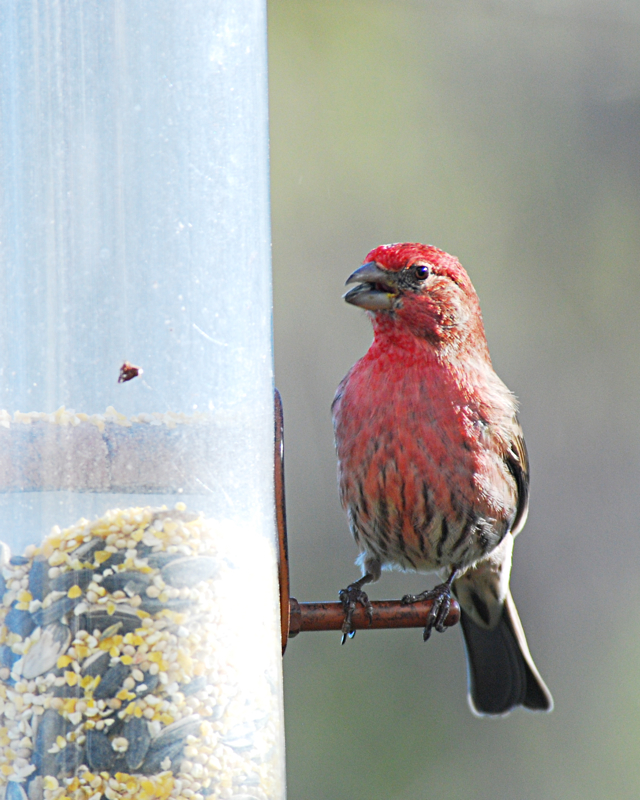 PurpleFinch
