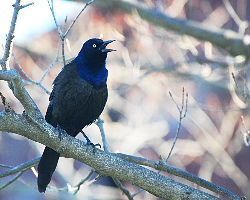 CommonGrackle