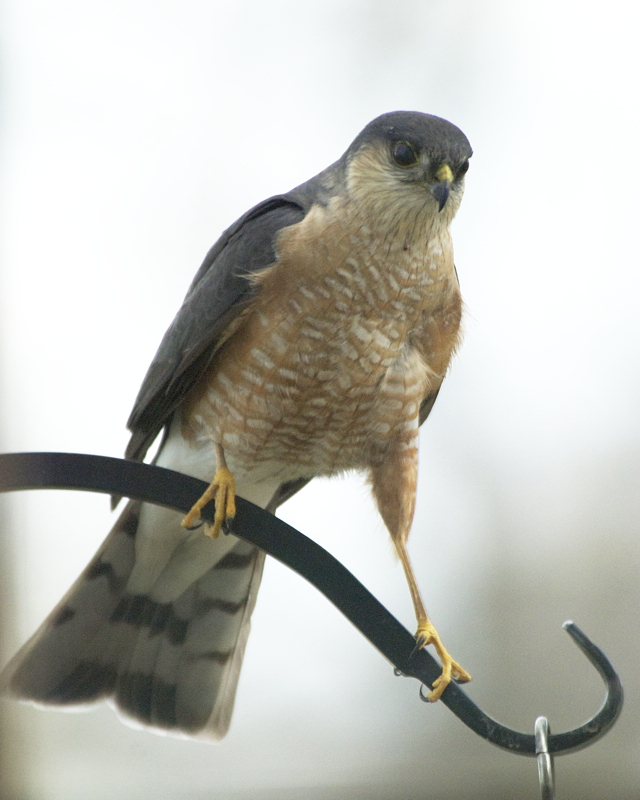 CoopersHawk