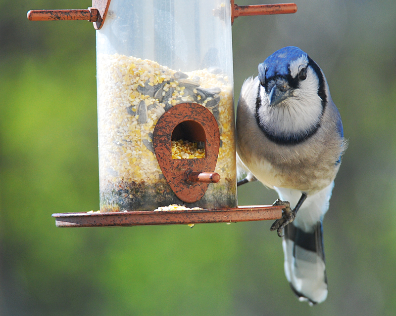 BlueJay