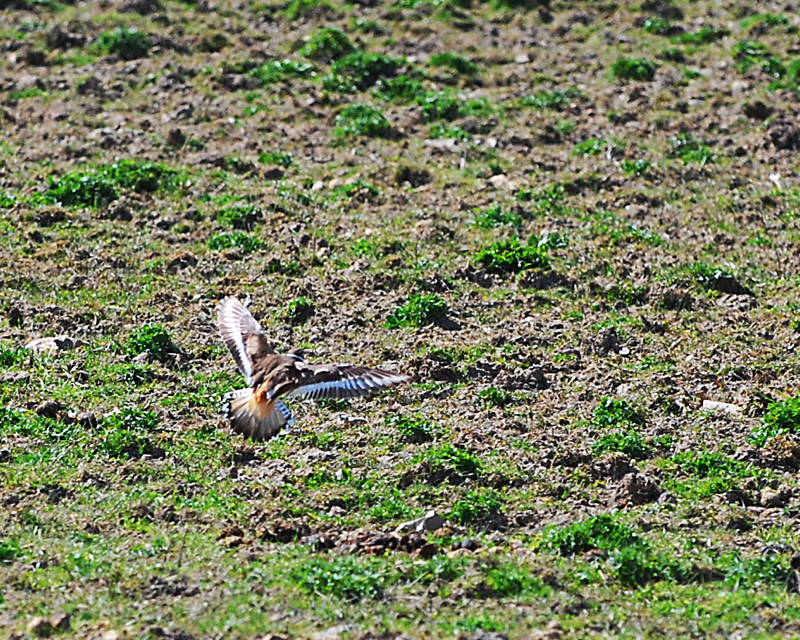 Killdeer