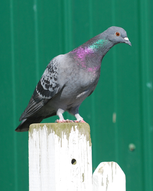 RockPigeon