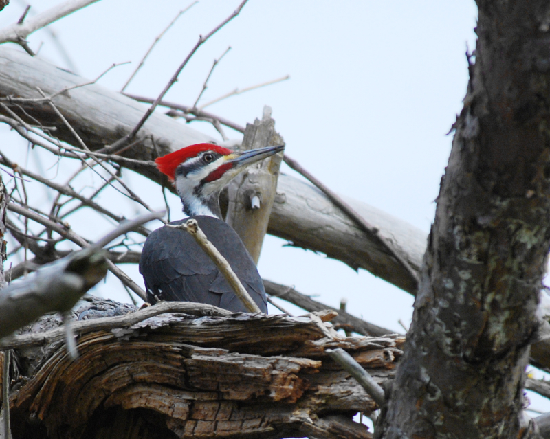 PileatedWoodpecker