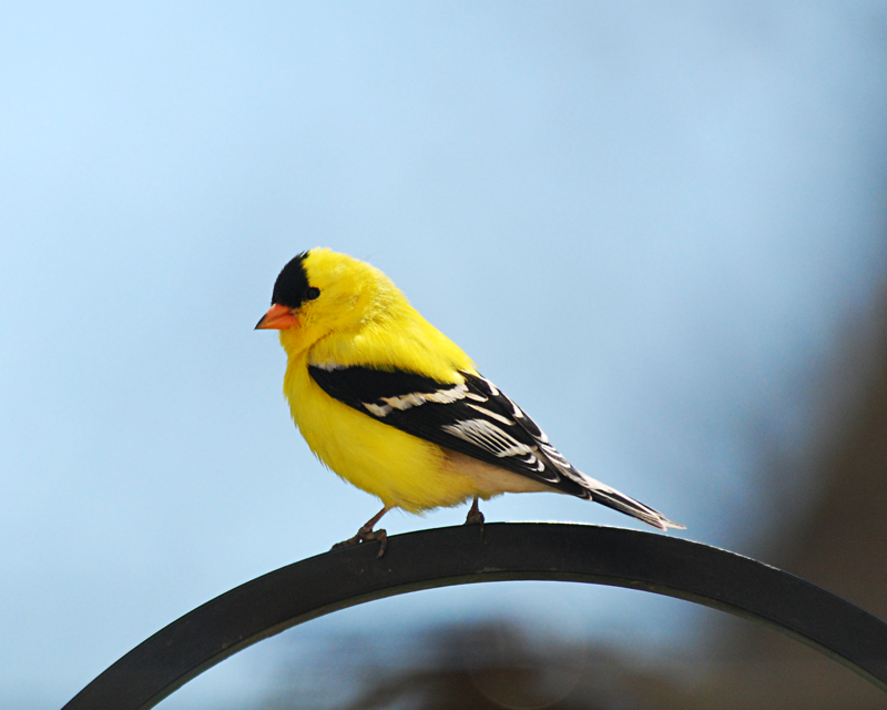 AmericanGoldfinch