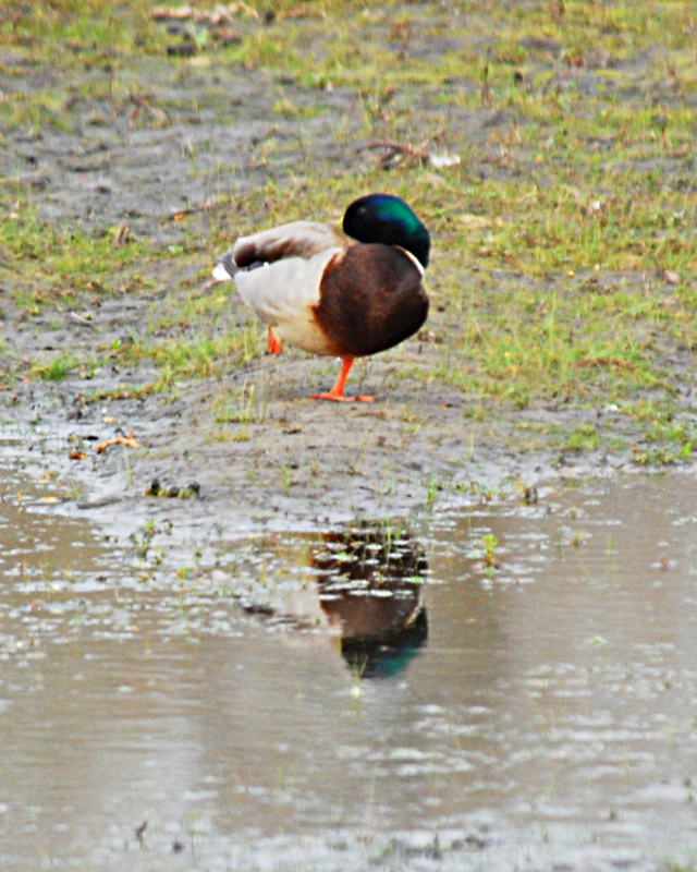 Mallard