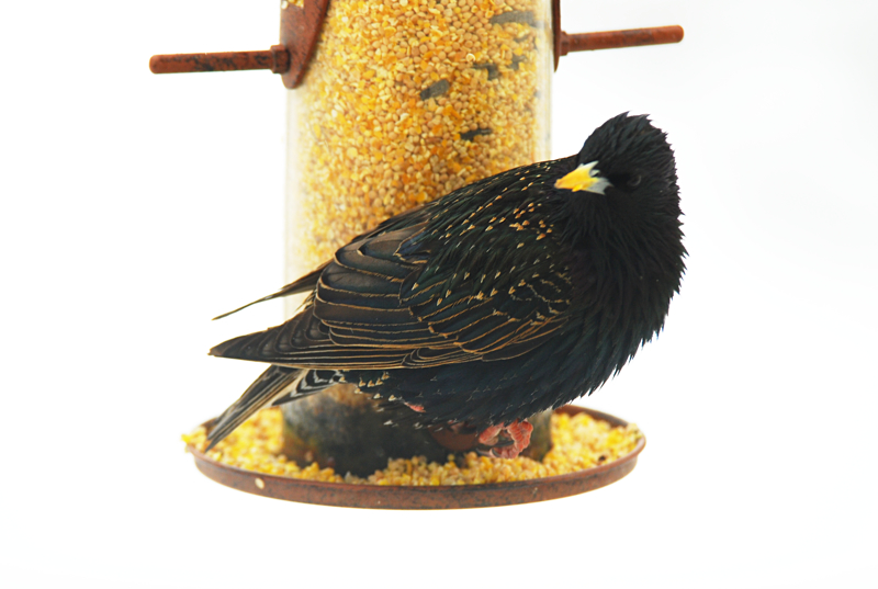 EuropeanStarling