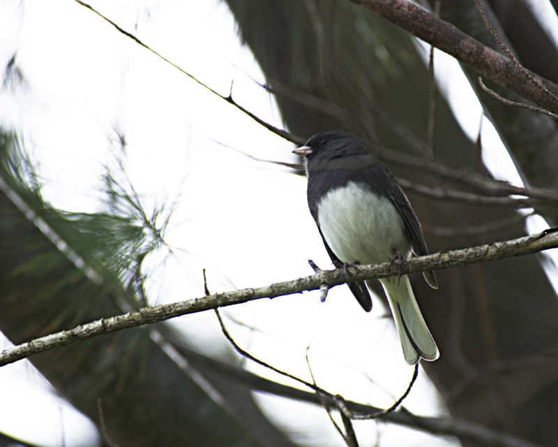 Dark-eyedJunco