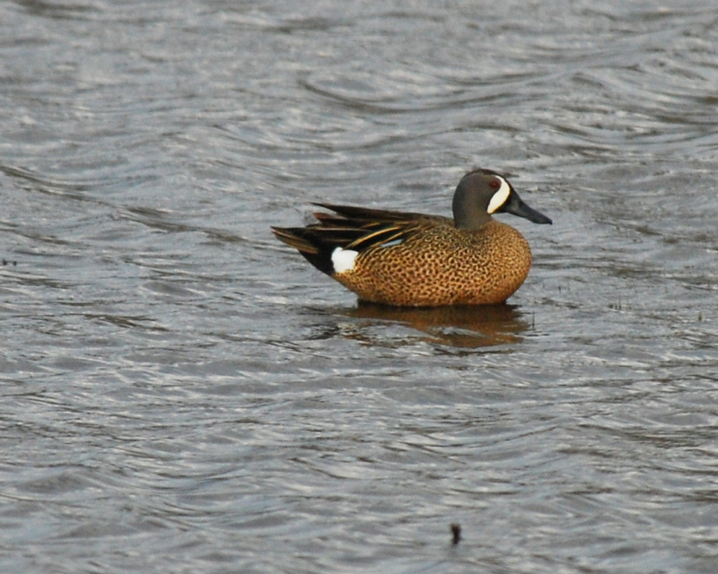 Blue-wingedTeal