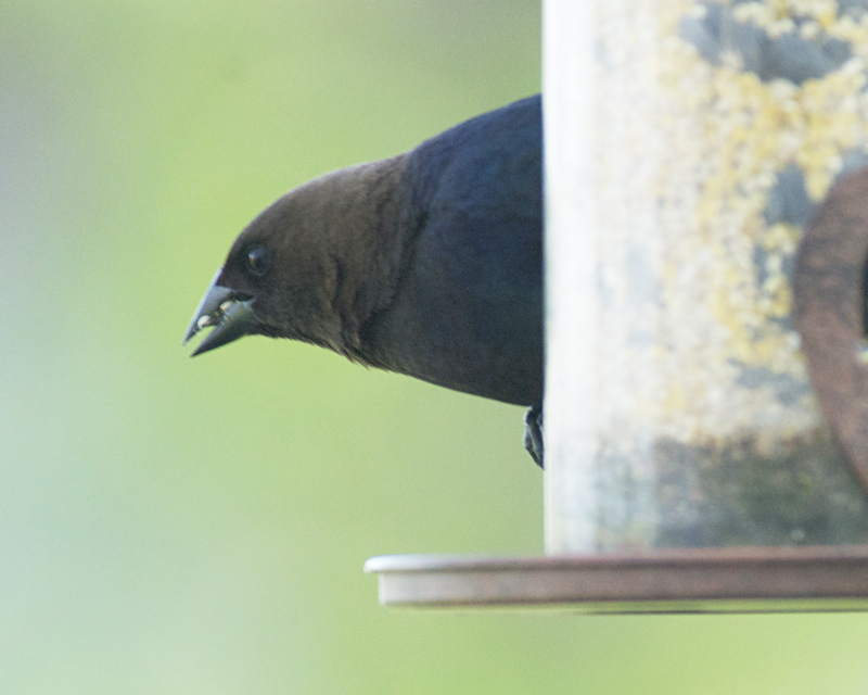 Brown-headedCowbird