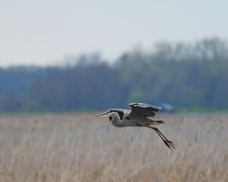GreatBlueHeron