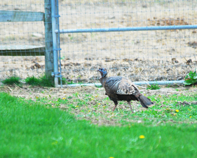 WildTurkey