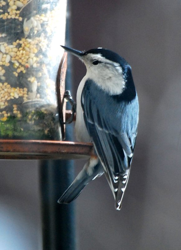 White-breasted Nuthatch