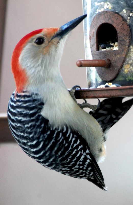 Red-bellied Woodpecker