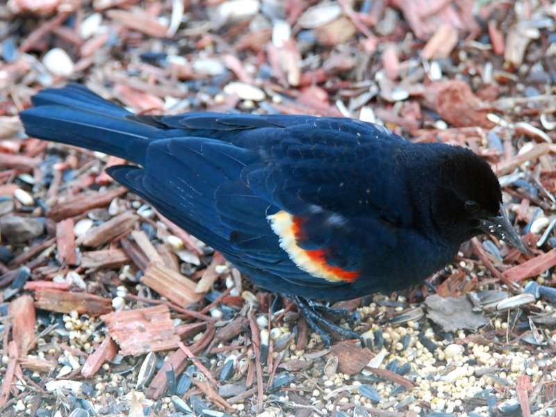 Red-winged Blackbird