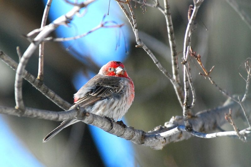 House Finch