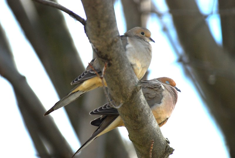 Mourning Doves