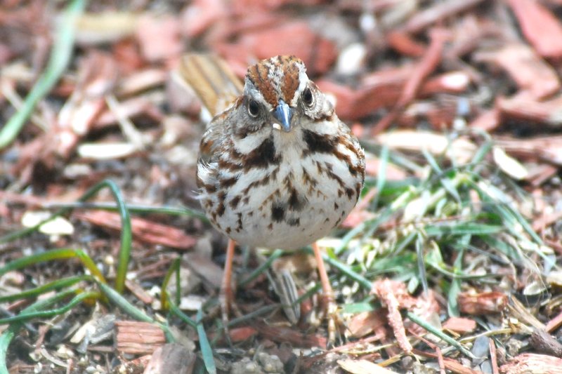 Song Sparrow