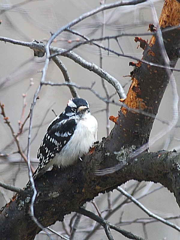 Downy Woodpecker
