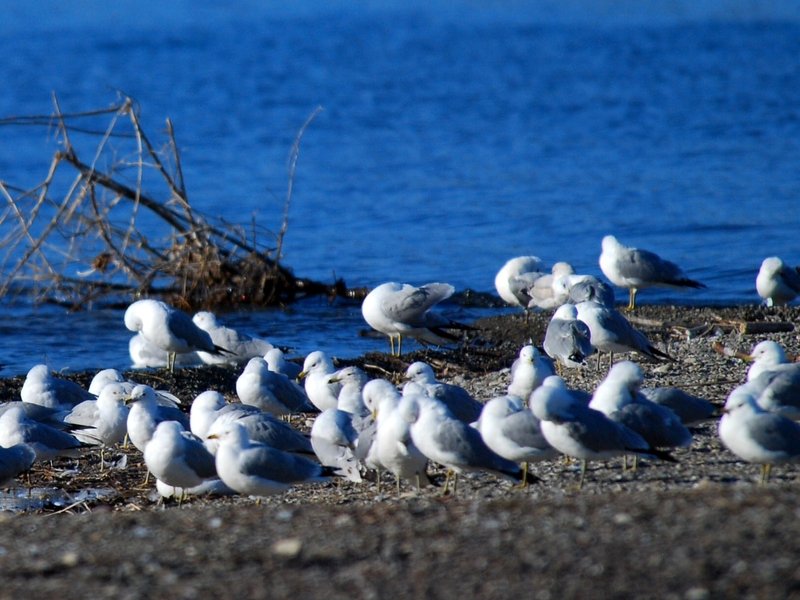 Ring-billed Gull