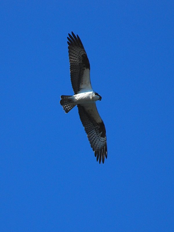 Osprey