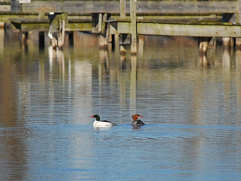 Common Merganser
