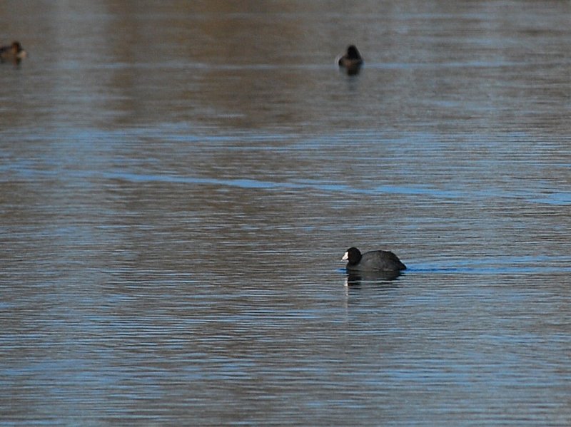 American Coot