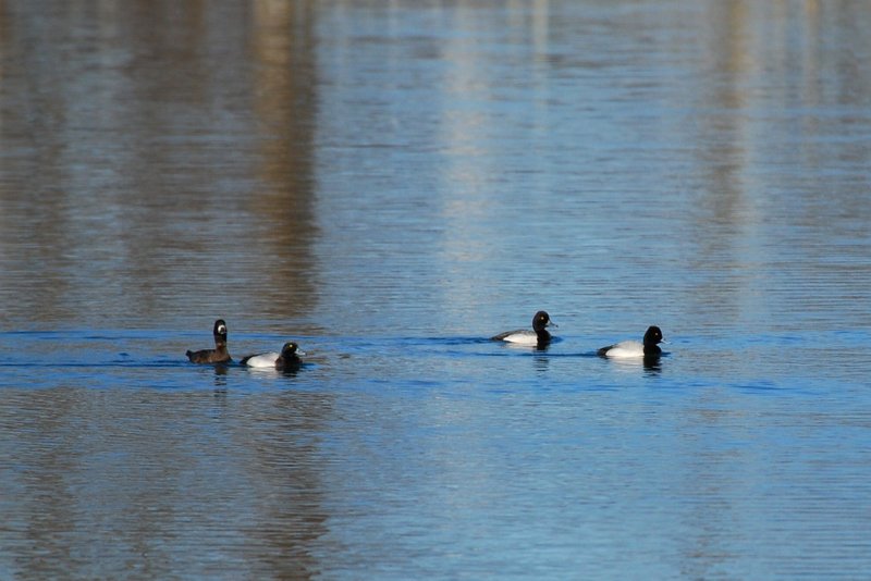 Lesser Scaup