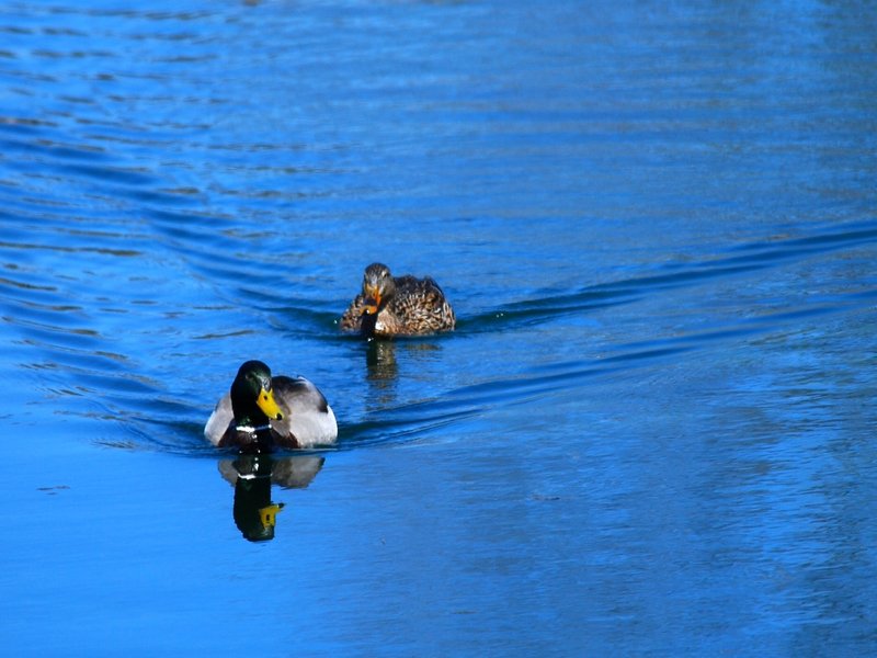 Mallard