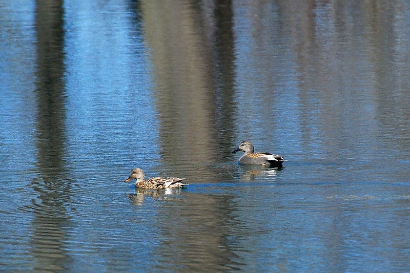 Gadwall