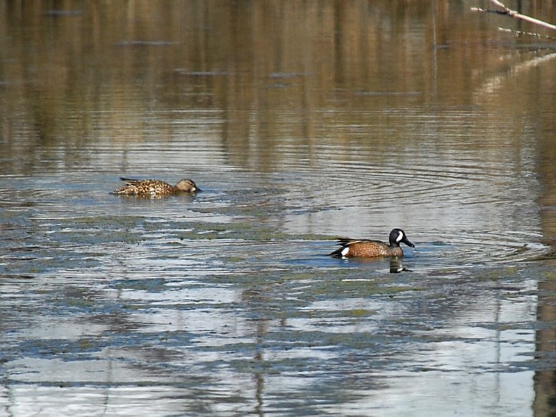 Blue-winged Teal