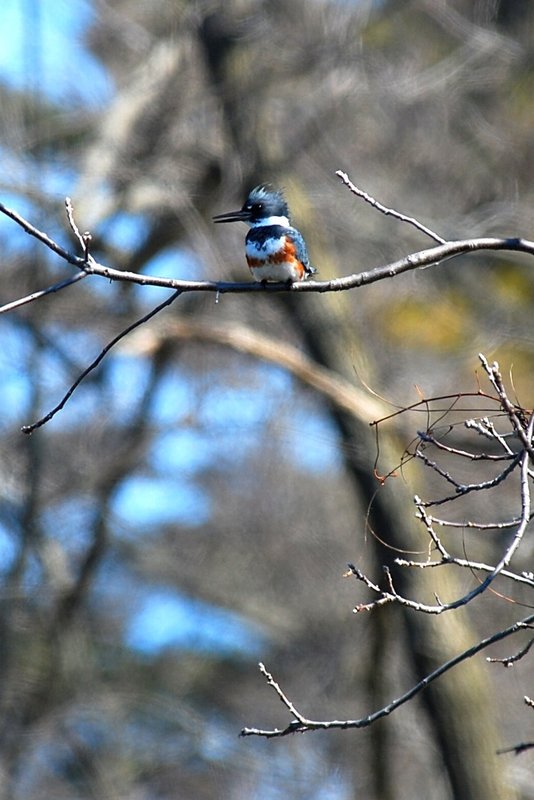 Belted Kingfisher