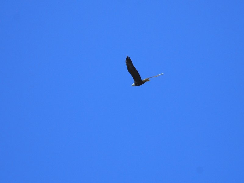 Bald Eagle (adult)