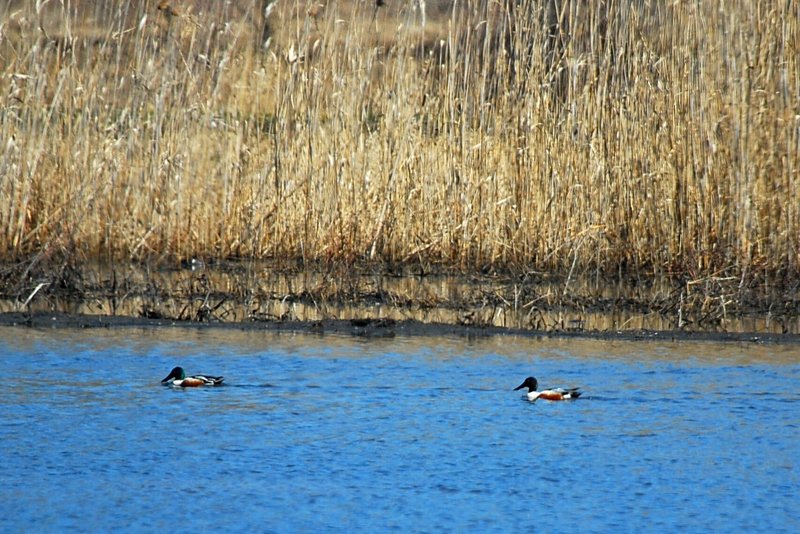 Northern Shoveler