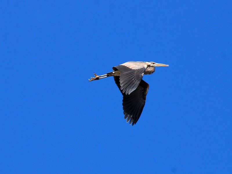 Great Blue Heron
