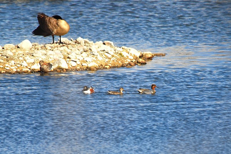 Green-winged Teal