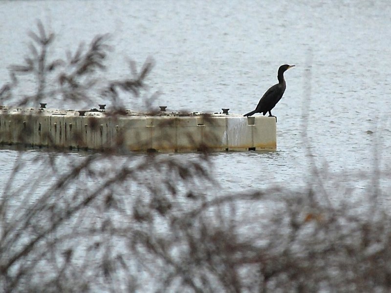 Double-crested Cormorant