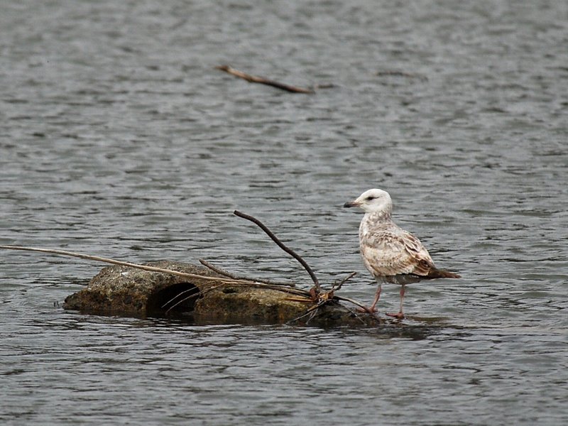 Herring Gull (juvenile)