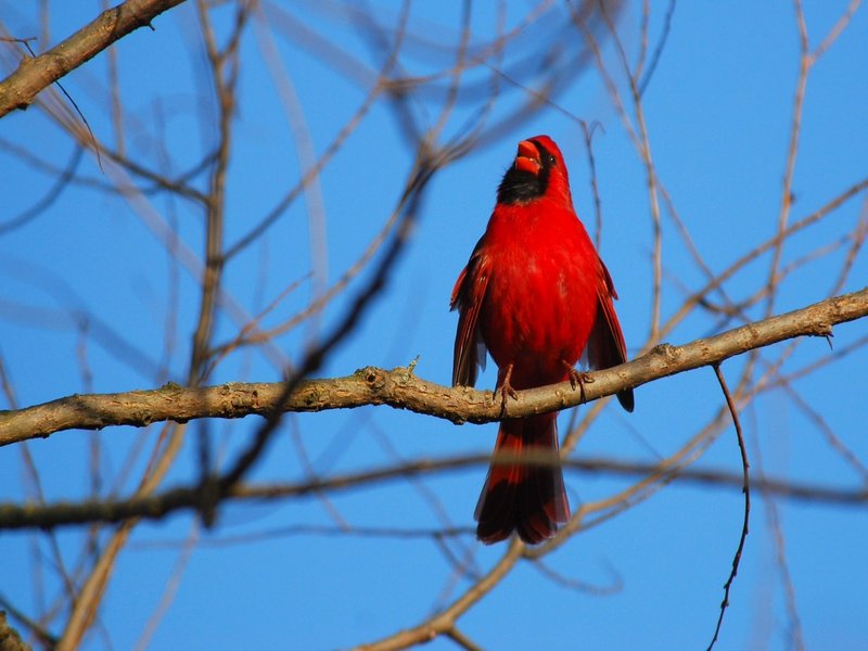 Northern Cardinal
