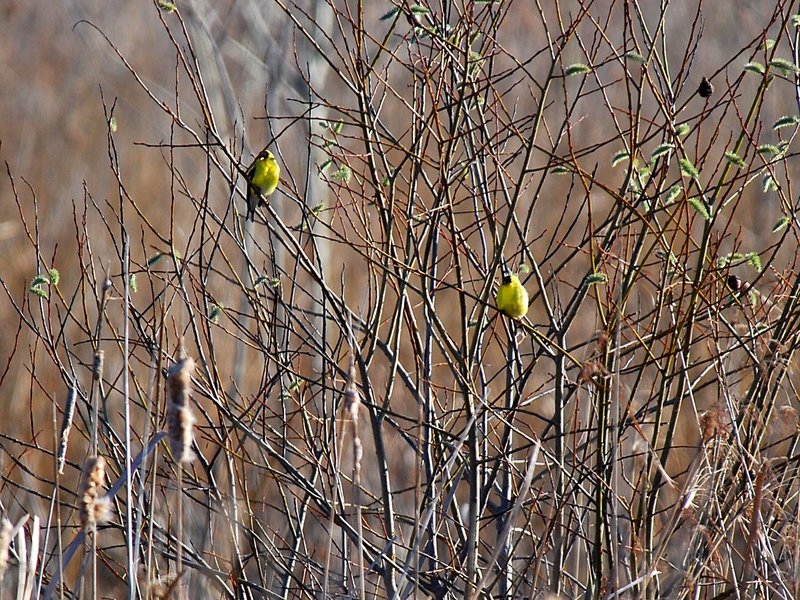 American Goldfinch