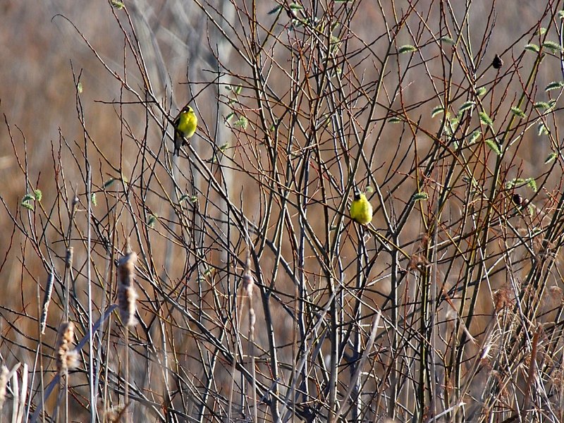 American Goldfinch