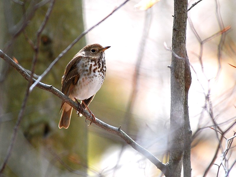 Hermit Thrush