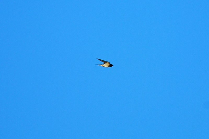 Barn Swallow