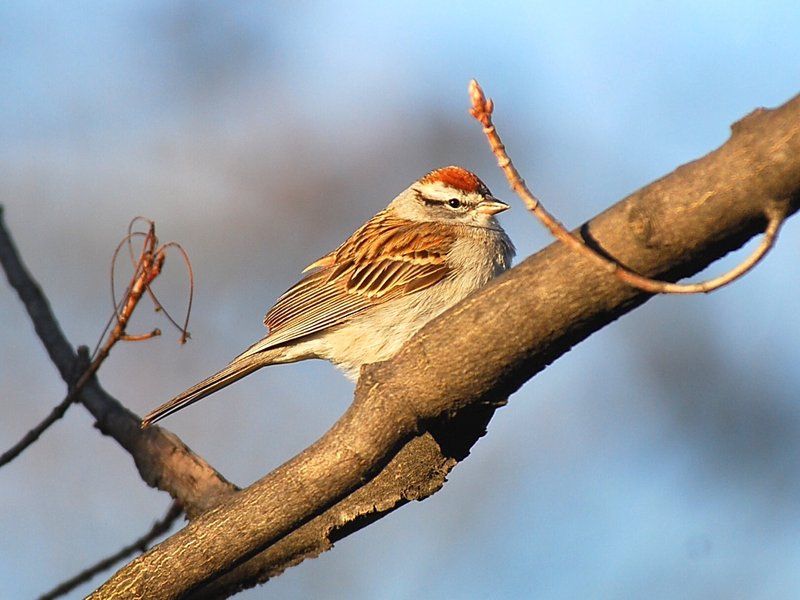 Chipping Sparrow